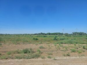 По степи в Астраханской области осторожно ходит красивый редчайший зверь