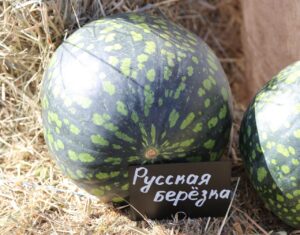 «Арбузу» исполнилось одиннадцать лет
