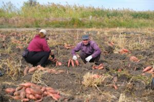 Под Астраханью будут выращивать больше батата: куда его отправляют