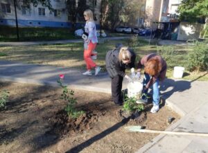 В Астрахани высадили много роз: где они расцетут