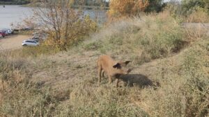 Бродячие свиньи в Астраханской области могут стать причиной уголовной дела для владельцев