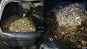 Полиция нашла в машине у астраханца 322 кг усатых пассажиров